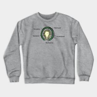 Gastrulation sketch in colour Crewneck Sweatshirt